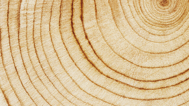 Macro banner of wood timber of juniper tree rings, natural geometric pattern, abstract nature background. Natural wooden organic textures, monochrome brown beige gradient color, earthy tones, above