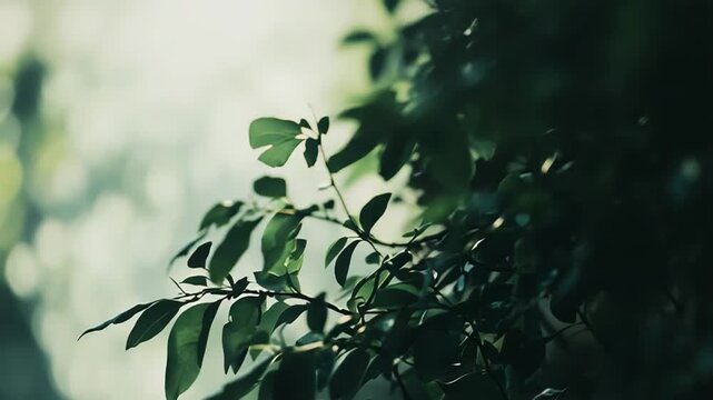 Lush green foliage growing on branches, illuminated by gentle natural light, creating a serene, blurred bokeh background ideal for fresh nature concepts and tranquil designs