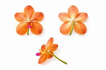 Top view botanical identification set of three Vanda lilacina orchid flowers showing front back and side views isolated on white background