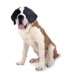 Obraz premium saint bernard in studio