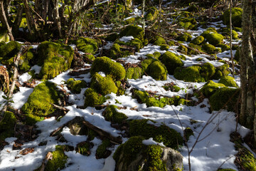 Obraz premium Melting Snow Revealing Green Vegetation in Spring in Northern Spain