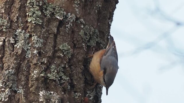 Eurasian nuthatch with hazelnut