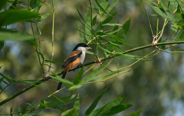 A long-tailed shrike or rufous-backed shrike (Lanius schach) on a tree branch.
