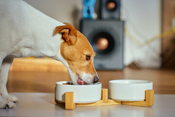 Jack Russell terrier eating dry food from ceramic bowl on wooden stand at home. Hungry dog eating kibble in living room. Concept of dog feeding, pet care and domestic animals