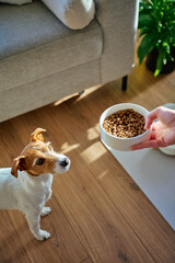 Hungry dog looking at bowl with dry food held by woman hand at home. Jack Russell terrier dog waiting for feeding. Pet care and dog feeding concept