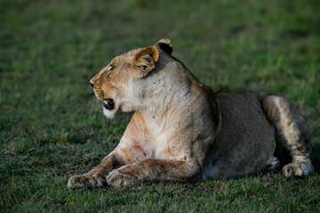 Fototapeta premium lion in the grass