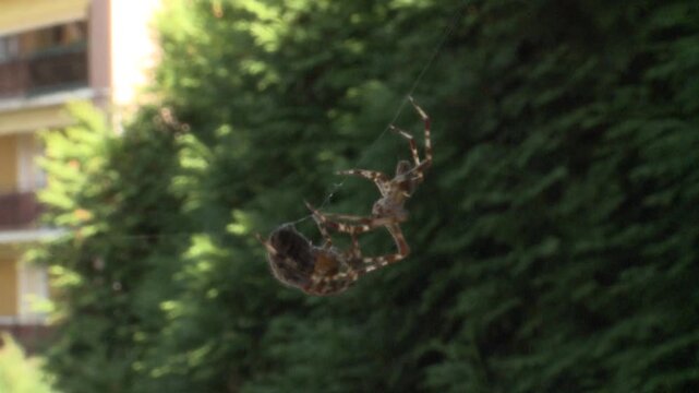 Araign&eacute;es se basant sur une toile