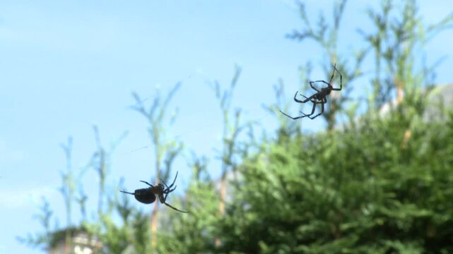 Araign&eacute;es se basant sur une toile