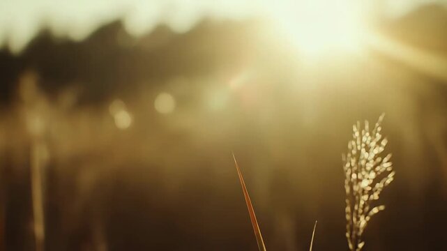 Golden grass spikes shimmer in a sunlit field, creating a peaceful scene with bright lens flare, capturing the warmth and natural beauty of sunset or sunrise