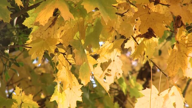 Arbre au couleur d'automn