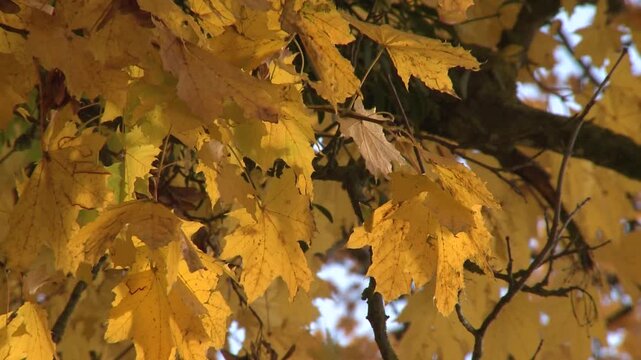 Arbre au couleur d'automn