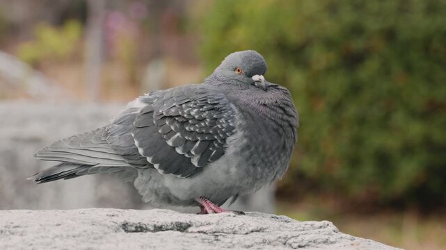 冬に岩の上でまったりするかわいい鳩