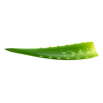 Single Aloe Vera Leaf on Transparent Background