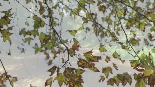 Autumn leaves falling on forest path with soft sunlight creating animation