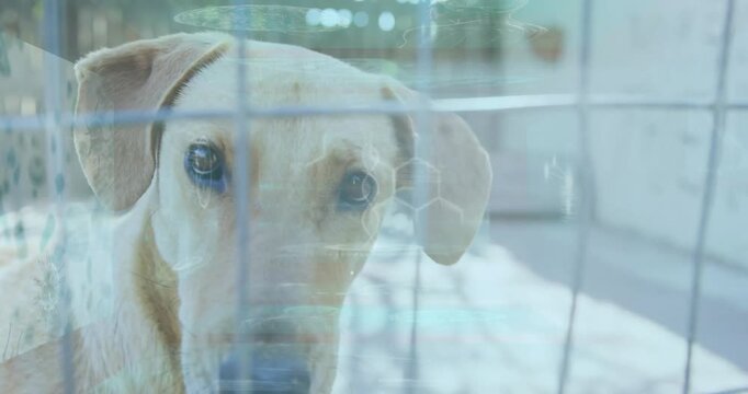 Digital hexagon pattern overlay on dog behind wire fence, creating animation effect