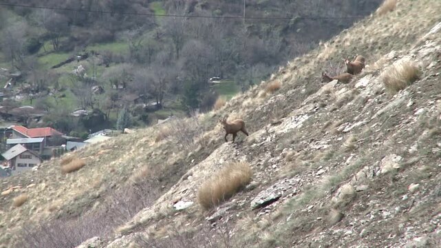 Troupeau de bouquetins en montagne