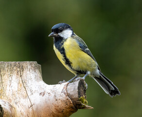 Obraz premium Great Tit perched on a tree stump
