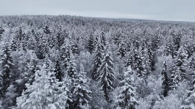 Aerial view of a vast, snow-laden forest, the evergreens cloaked in pristine white, creating a stark contrast against the muted sky, Ruka, Pohjois-Pohjanmaa, Finland.