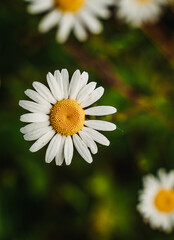 Obraz premium Close-up of a white daisy with a bright yellow center against a soft green blurred background. Natural light enhances petal texture and creates a fresh, peaceful summer mood.
