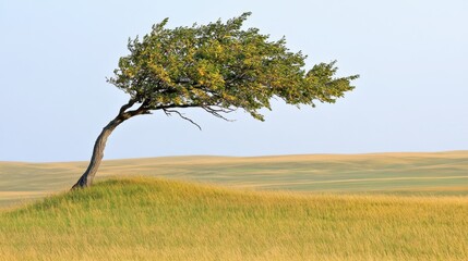 Obraz premium A solitary tree bending in the gentle breeze across a golden field under a clear blue sky