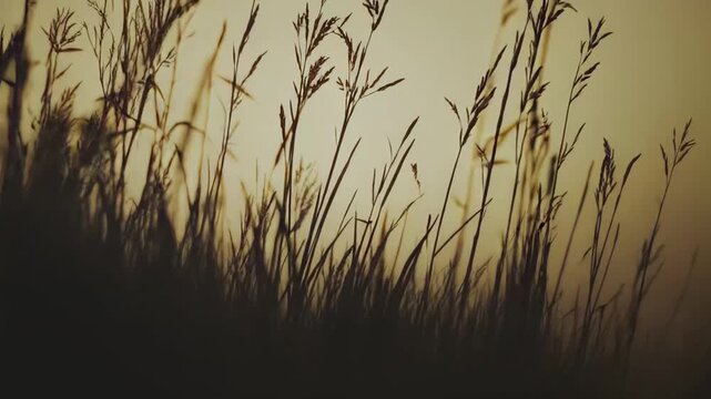 Tall grass silhouettes creating a natural border against a soft, hazy background with warm sepia tones, evoking feelings of peace, serenity, and abstract tranquility in nature