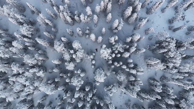 Aerial view of snow-covered trees with a person lying on the snow, creating a striking contrast against the white landscape, Ruka, Pohjois-Pohjanmaa, Finland.