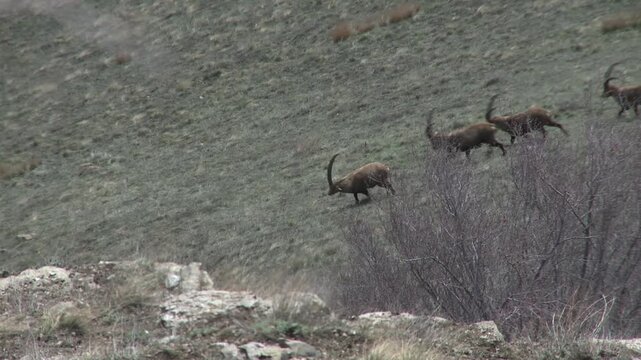 Troupeau de bouquetins en montagne
