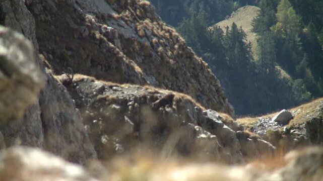 Bouquetin sur une cr&ecirc;te en montagne