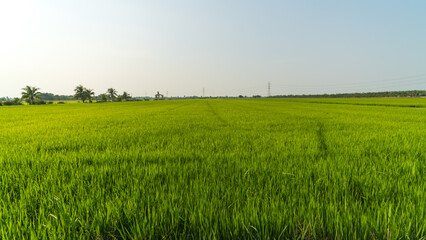 Fototapeta premium Expansive green rice paddy field under a clear sky with distant palm trees and power lines