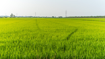 Vast green rice paddy field under a clear sky with distant power lines and trees
