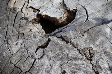 Obraz premium Nature color wood texture background. Old wooden texture. Wooden texture.