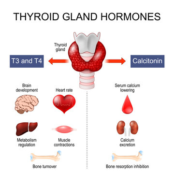 Thyroid gland hormones role and target organs
