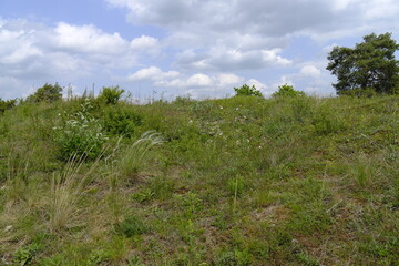 Obraz premium Naturschutzgebiet Grainberg-Kalbenstein am Main bei Karlstadt, Landkreis Main-Spessart, Unterfranken, Bayern, Deutschland