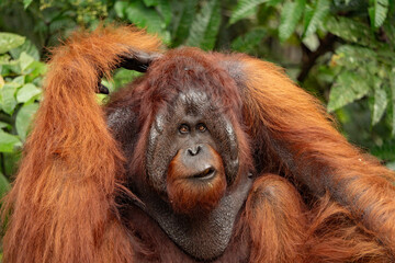 Obraz premium Sarawak, Borneo orangutang
