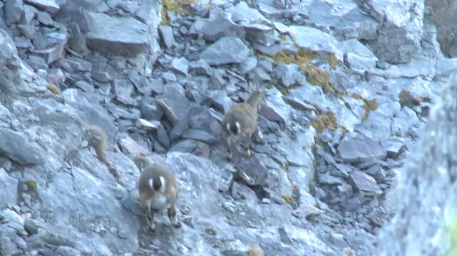 Bouquetin en montagne