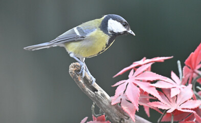 Fototapeta premium Kohlmeise
