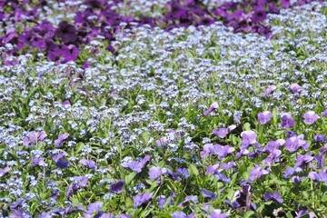 Obraz premium 忘れな草とパンジーが咲き誇る春の庭園とブルーの花の絨毯