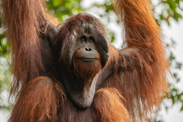 Naklejka premium Sarawak, Borneo orangutang