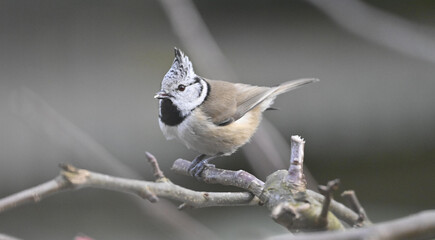 Haubenmeise © MEISTERFOTO