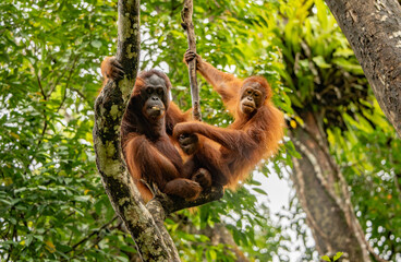 Naklejka premium Sarawak, Borneo orangutang