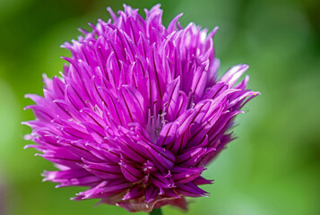 fleur de ciboulette © Pascal