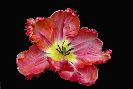tulipe