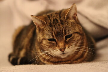 Close up of a tabby cat lying on a blanket