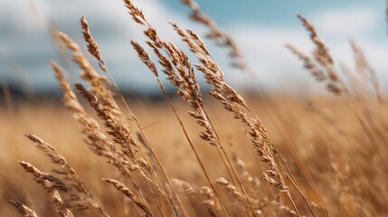 Fototapeta premium A close-up view of golden grass swaying gently in a field, with a clear blue sky in the background, evoking a serene and natural atmosphere.
