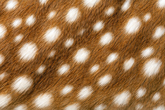 Close-up, macro shot of seamless bambi fawn fur pattern, with distinct white spots, vibrant orange-brown fur. Ideal for printing on fabric, textile, wallpaper, packaging, surface design