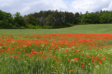 Bl&uuml;hende Mohnfelder