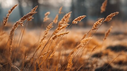 Fototapeta premium Golden grasses sway gently in a sunlit field, showcasing nature's beauty in warm hues and soft focus.