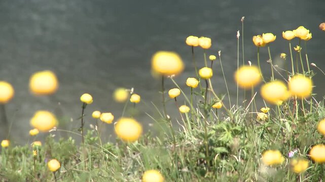 Boutons d'or devant lac de montagne