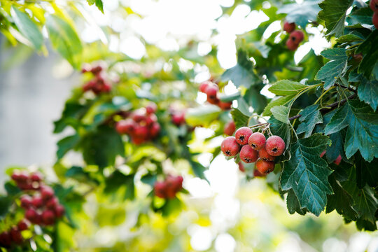 Ripe berries   large-fruited hawthorn  hanging on a branch tree in the orchard