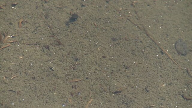 t&ecirc;tards dans un &eacute;tangs